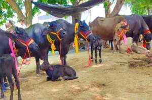 राधानगरी तालुक्यातील राशिवडे बुद्रुक येथे पुन्हा एकदा सुरू होणार जनावरांचा बाजार IMG-20231021-WA0076