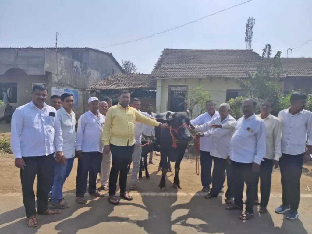 दूध वाढीसाठी जनावरांचे योग्य संगोपन, आहार व दुधाची गुणवत्ता या त्रिसूत्रीचा प्रभावीपणे अंमल करावा - नविद मुश्रीफ (संचालक गोकुळ दूध संघ)